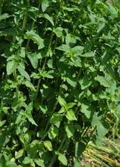 Oregano im Kraeuterbeet