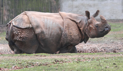 Rhinoceros in a zoo 