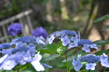 Beautiful hydrangea beginning to bloom