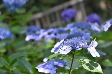 Beautiful hydrangea beginning to bloom