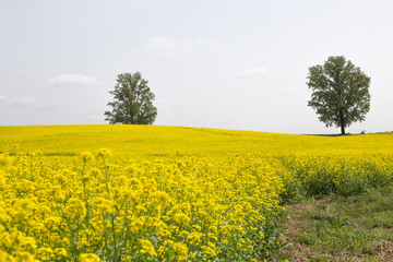 Obraz premium field of rape