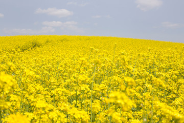 yellow field of rape