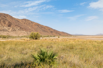 The California Desert