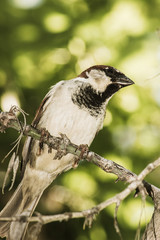 sparrow