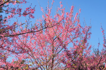 Japanese Sakura or Wild Himalayan (Prunus) Cherry Blossom on branches in Royal Project flowers garden, Doi Ang Khang, Chiang Mai, northern of Thailand.