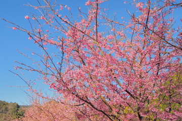 Japanese Sakura or Wild Himalayan (Prunus) Cherry Blossom on branches in Royal Project flowers garden, Doi Ang Khang, Chiang Mai, northern of Thailand.