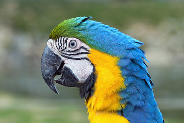 Portrait of sitting yellow breast Ara. (Ara ararauna)