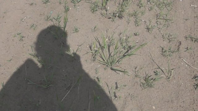 the shadow of the cameraman moves on the ground. Shooting under the feet, spring walk on a Sunny day, poor vegetation. Super slow motion 1000 fps