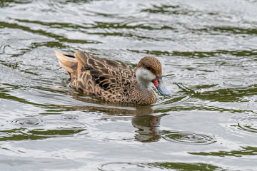 Close up of White-cheeked pintail (Anas bahamensis)