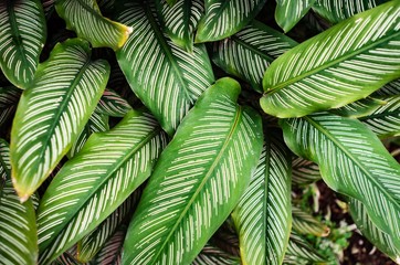 Naklejka na ściany i meble Green and white striped Calathea ornata leaves, which is also known as prayer plant.