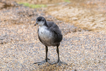 Eurasian coot chick (Fulica atra) first steps in local park