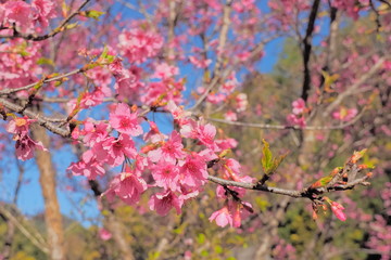 Close-up Japanese Sakura or Wild Himalayan (Prunus) Cherry Blossom  on branches in Royal Project flowers garden, Doi Ang Khang, Chiang Mai, northern of Thailand.