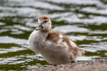 Close up of Egyptian Goose chick (Alopochen aegyptiaca)