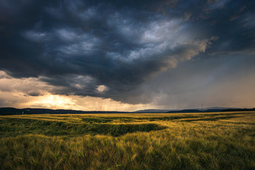 Unwetter zerstört die Ernte; Sturm über ein Getreidefeld bei Sonnenuntergang - obrazy, fototapety, plakaty