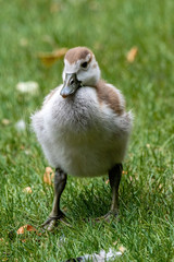 Close up of Egyptian Goose chick (Alopochen aegyptiaca)