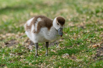 Close up of Egyptian Goose chick (Alopochen aegyptiaca)
