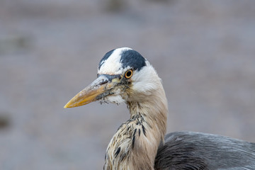 Close up photo of Grey Heron (Ardea cinerea) Wildlife animal