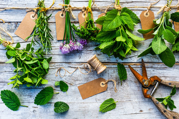 Fresh herbs prepared for drying.