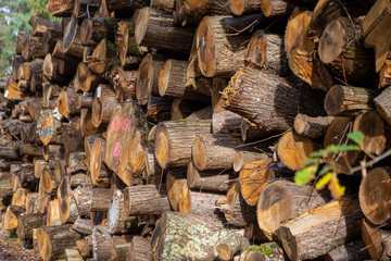 Tas de bois de coupe