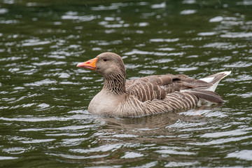 Portrait of a threatening greylag goose (Anser anser)