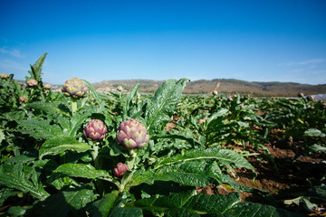 Artichoke Field in Sicily, Agriculture Outdoor Background – Italian 