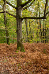 Forêt en Ile de France