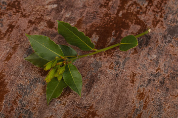 Green young aroma Laurel branch