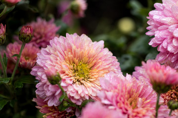 Obraz premium Beautiful pink violet chrysanthemum in the garden