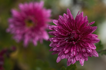 Obraz premium Beautiful pink violet chrysanthemum in the garden