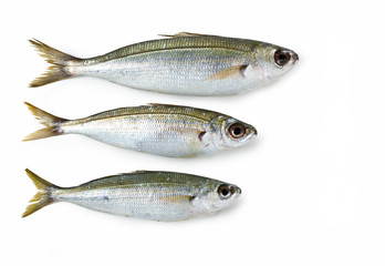 Fototapeta premium Boops boops fish isolated on white background,, Boga 