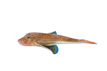 Tub Gurnard, Chelidonichthys lucerna, Gurnard Tubefish Gallinella o pesce Faggiano, typical italian food