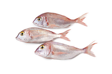 Mediterranean fish, Common pandora, Luvaro, Pagello, Pagellus erythrinus