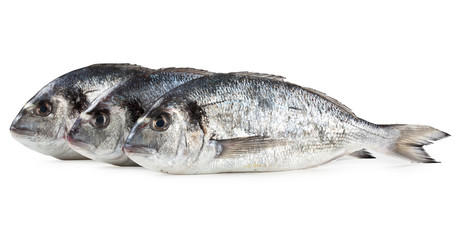 mediterranean fish, Gilt-head bream, Orata, Sparus aurata Linnaeus