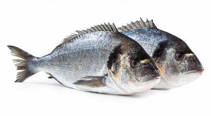 mediterranean fish, Gilt-head bream, Orata, Sparus aurata Linnaeus