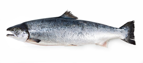 salmon fish isolated on white background - obrazy, fototapety, plakaty