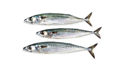 mediterranean fish Atlantic mackere Sgombro Scomber scombrus