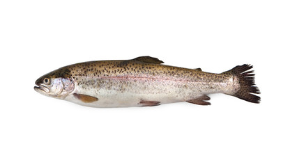 Rainbow trout steelhead trout Oncorhynchus mykiss Trota salmonata