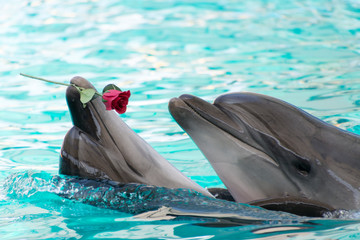 Two dolphins swim in the pool with rose in lips