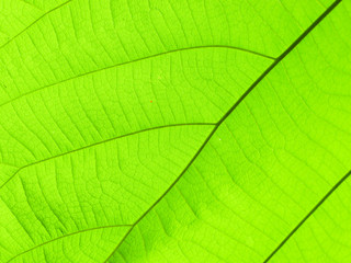 Naklejka na ściany i meble texture of green leaf