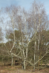 Fototapeta premium Birkengruppe