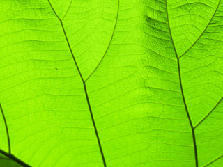 texture of green leaf