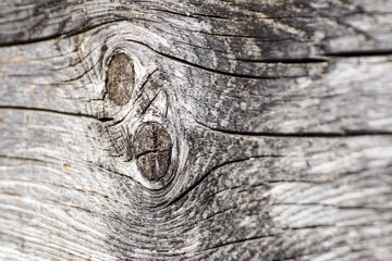 Old walnut tree trunk detail texture as natural background.