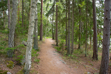 A coniferous northern forest on stony, uneven soil is a typical forest in Finland on a summer day. Rest and nature in Finland in the summer.