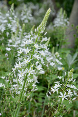 white flowers in the garden