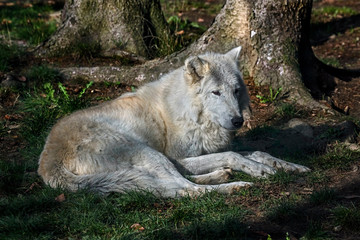 Arctic wolf under the tree. Latin name - Canis lupus arctos