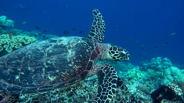 Turtle cruising the reef looking for food