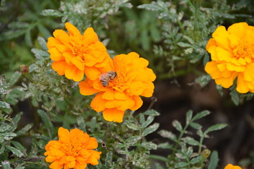 Orange Flowers and Bee