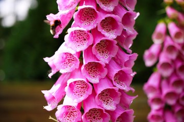 Macro close up of purple flower foxglove (digitalis purpurea) © Ralf