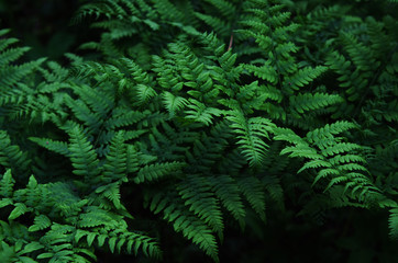 Fototapeta na wymiar Natural green leaves fern in the forest. - Image