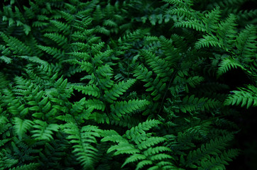 Natural green leaves fern in the forest. - Image